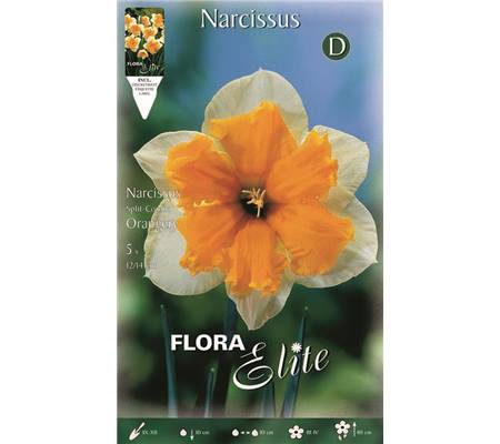 Narcissus 'Orangery' 
