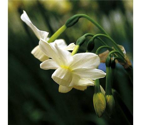 Narcissus 'Petrel' 