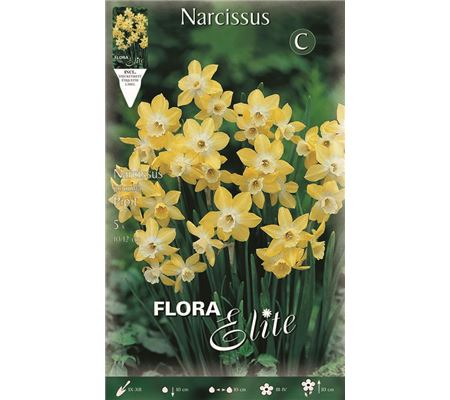 Narcissus 'Pipit'