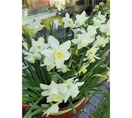 Narcissus 'Pueblo'