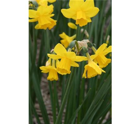 Narcissus 'Quail'