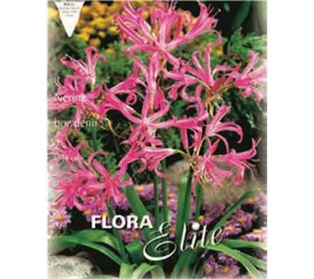 Nerine bowdenii
