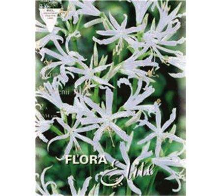Nerine bowdenii 'Alba'