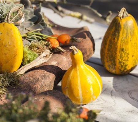 Es wird bunt! Herbst-Deko im Haus Es wird bunt! Herbst-Deko im Haus