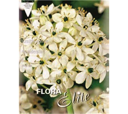 Ornithogalum saundersiae