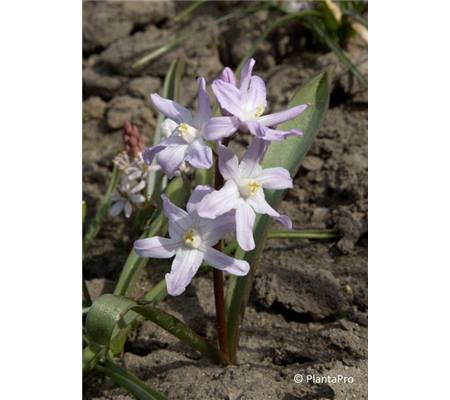 Scilla bifolia 'Rosea'