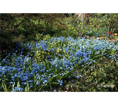 Scilla siberica Scilla siberica
