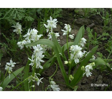 Scilla siberica 'Alba' Scilla siberica 'Alba'