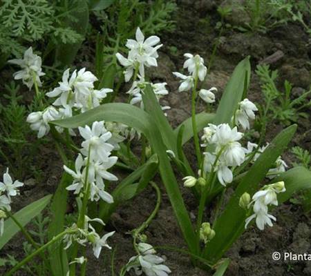 Scilla siberica 'Alba'