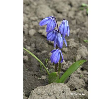 Scilla siberica 'Spring Beauty'