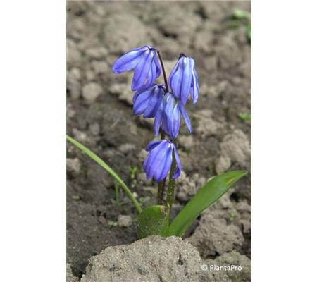 Scilla siberica 'Spring Beauty'