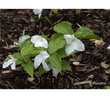 Trillium grandiflorum