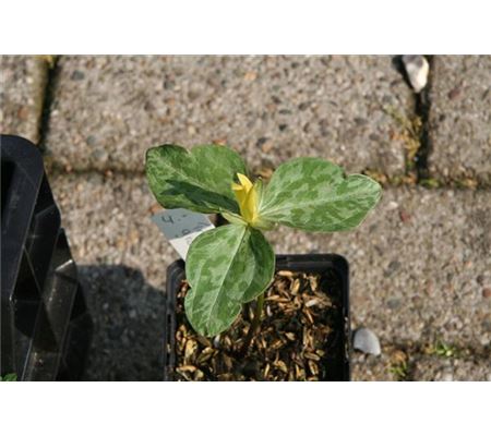 Trillium luteum
