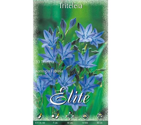 Triteleia laxa 'Königin Fabiola'