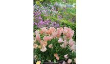 Einfache frühe Tulpen