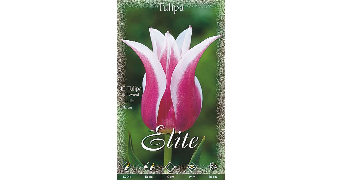 Lilienblütige Tulpenzwiebeln „Claudia“ – 10 Stück, Purpur Mit Weißem Rand | Winterhart, Für Beet & Schnittblumen
