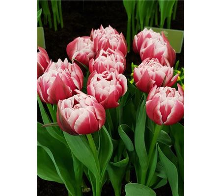 Tulipa 'Columbus' Tulipa 'Columbus'