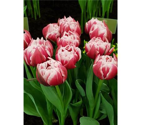 Tulipa 'Columbus'