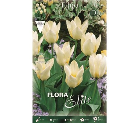 Tulipa 'Concerto' Tulipa 'Concerto'