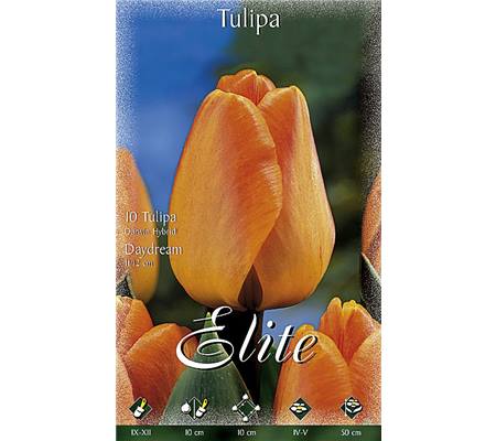 Tulipa 'Daydream'