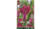 Viridiflora - Tulpen 