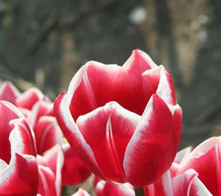 Tulipa 'Leen van der Mark'