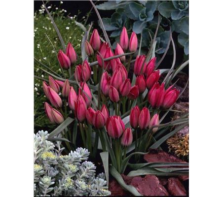 Tulipa 'Little Beauty'