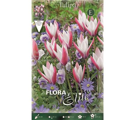 Tulipa 'Peppermintstick' 