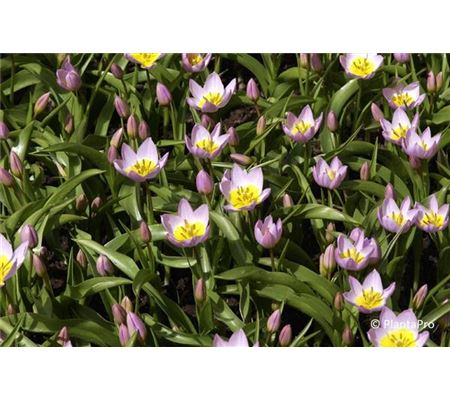 Tulipa bakeri 'Lilac Wonder'