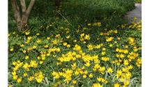 Wildtulpen und deren Hybriden