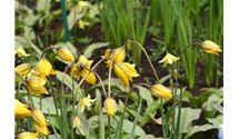 Wildtulpen und deren Hybriden