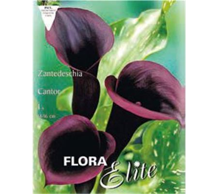 Zantedeschia 'Cantor'