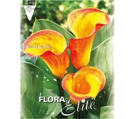 Zantedeschia 'Orange'