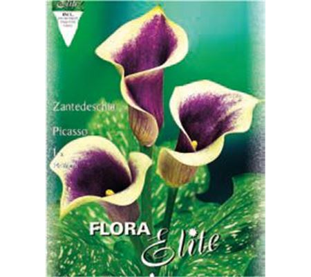 Zantedeschia 'Picasso'
