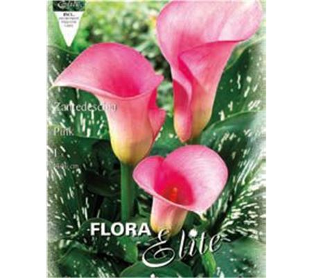 Zantedeschia 'Pink'