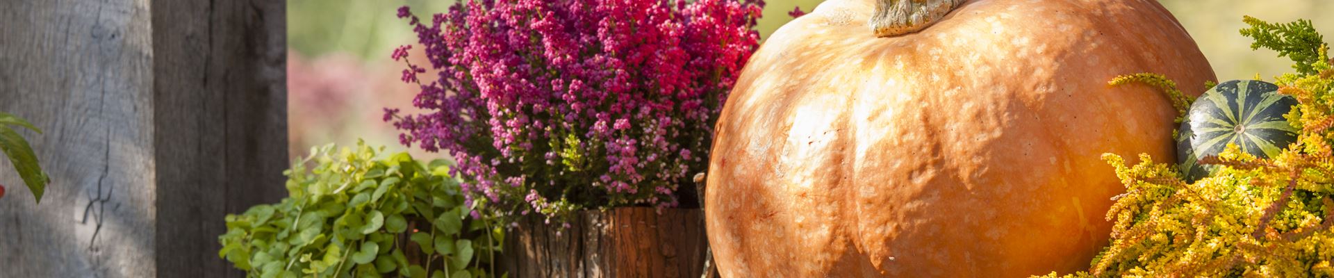 GS502925.jpg GS502925.jpg