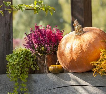 Herbstliche Dekoration im Kürbis Herbstliche Dekoration im Kürbis