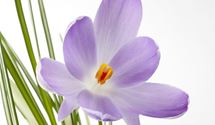 Botanischer Crocus herbstblühend, Safran