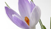 Botanischer Crocus herbstblühend, Safran