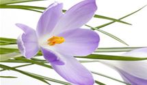Botanischer Crocus herbstblühend, Safran