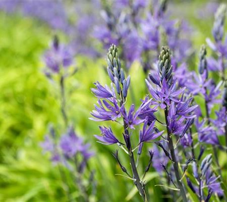 Camassia leichtlinii 'Caerulea'