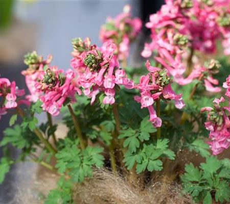 Corydalis solida 'Beth Evans'
