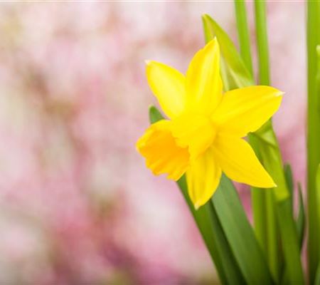 Frühling auf dem Balkon: Frühblüher pflanzen im Herbst Frühling auf dem Balkon: Frühblüher pflanzen im Herbst