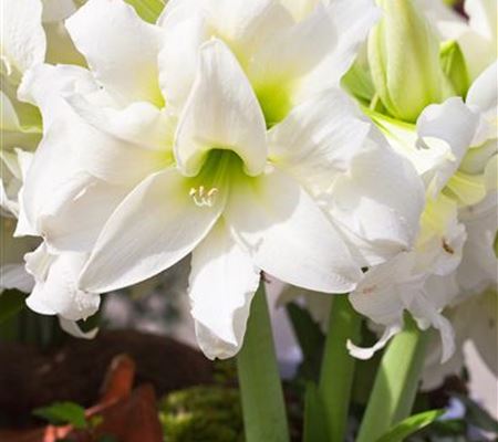 Hippeastrum 'Ice Queen' Hippeastrum 'Ice Queen'