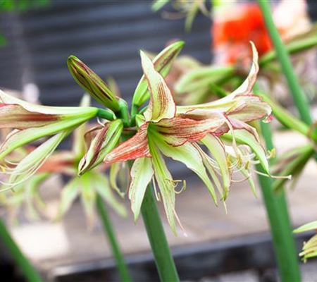 Hippeastrum Emerald