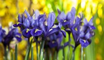 Iris