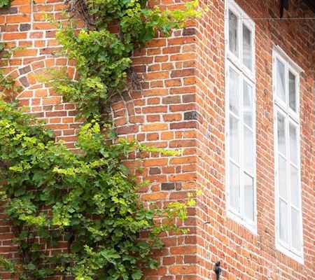 Kletterpflanzen – die grünen Bergsteiger im Garten Kletterpflanzen – die grünen Bergsteiger im Garten