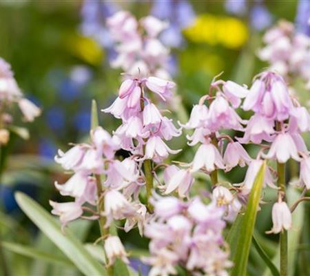 Hyacinthoides hispanica 'Rose Queen'
