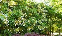 Kletterhortensie