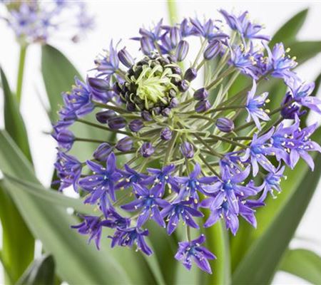 Scilla peruviana Scilla peruviana